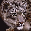 avatar of the starter