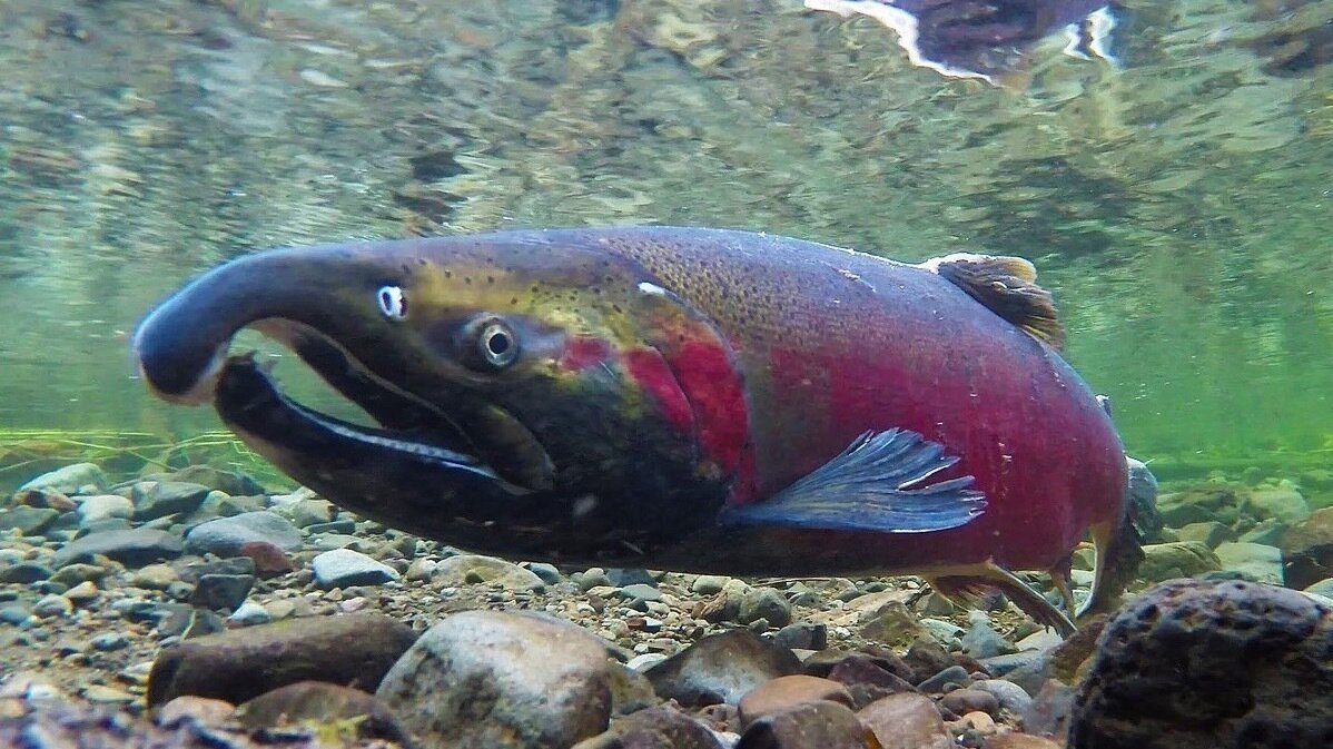 Petition · Put up more signs around Coho Salmon habitats. United