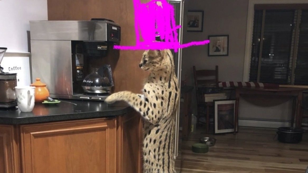 Petition · Change the state bird of Indiana to Serval Cat in a top hat
