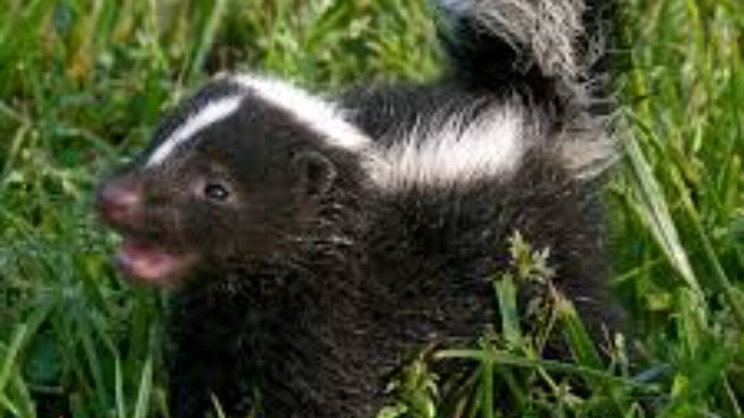 Petition · Make skunks legal in Illinois - United States · Change.org