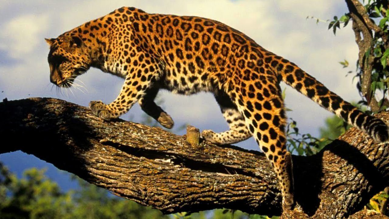 Petition · Help Save the Amur Leopards · Change.org