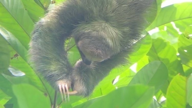 Petition · Stop Abusing Sloths! - United States · Change.org