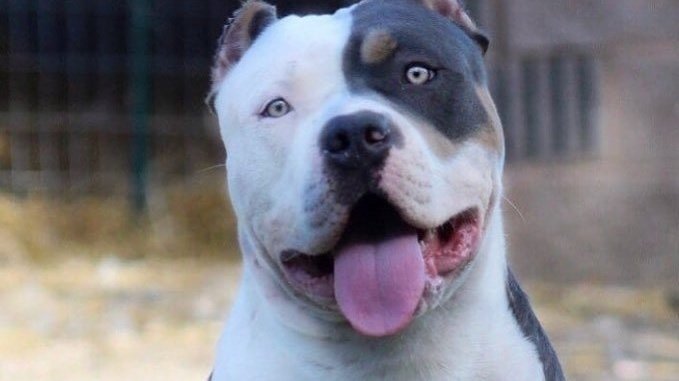 Peion Ban No Aggressive Breeds From Apartments Houses Change Org Peion Ban No Aggressive Breeds