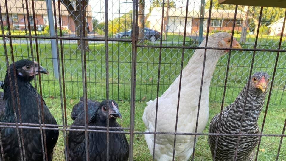 Petition · Home is where your chickens are United States ·