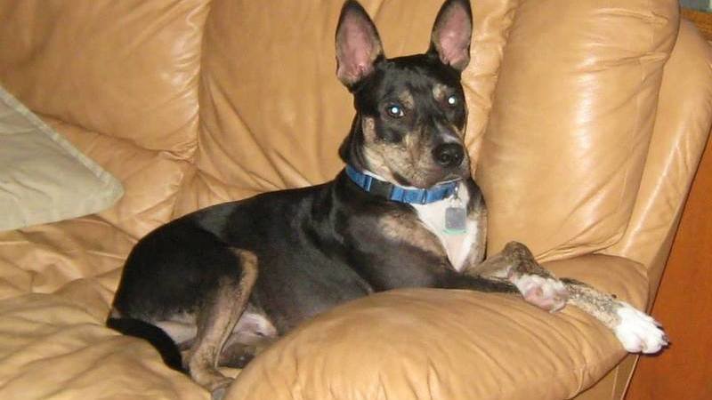 Petition · Orange County Florida Animal Control: Take the "Dangerous