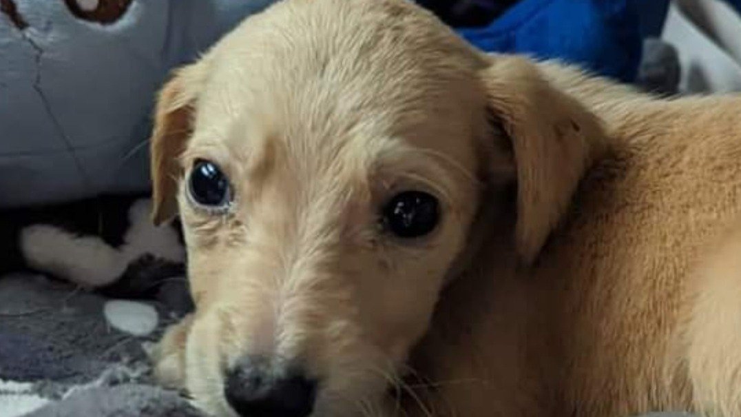 Petition · Change and Enforcement of legislation and laws on Animal