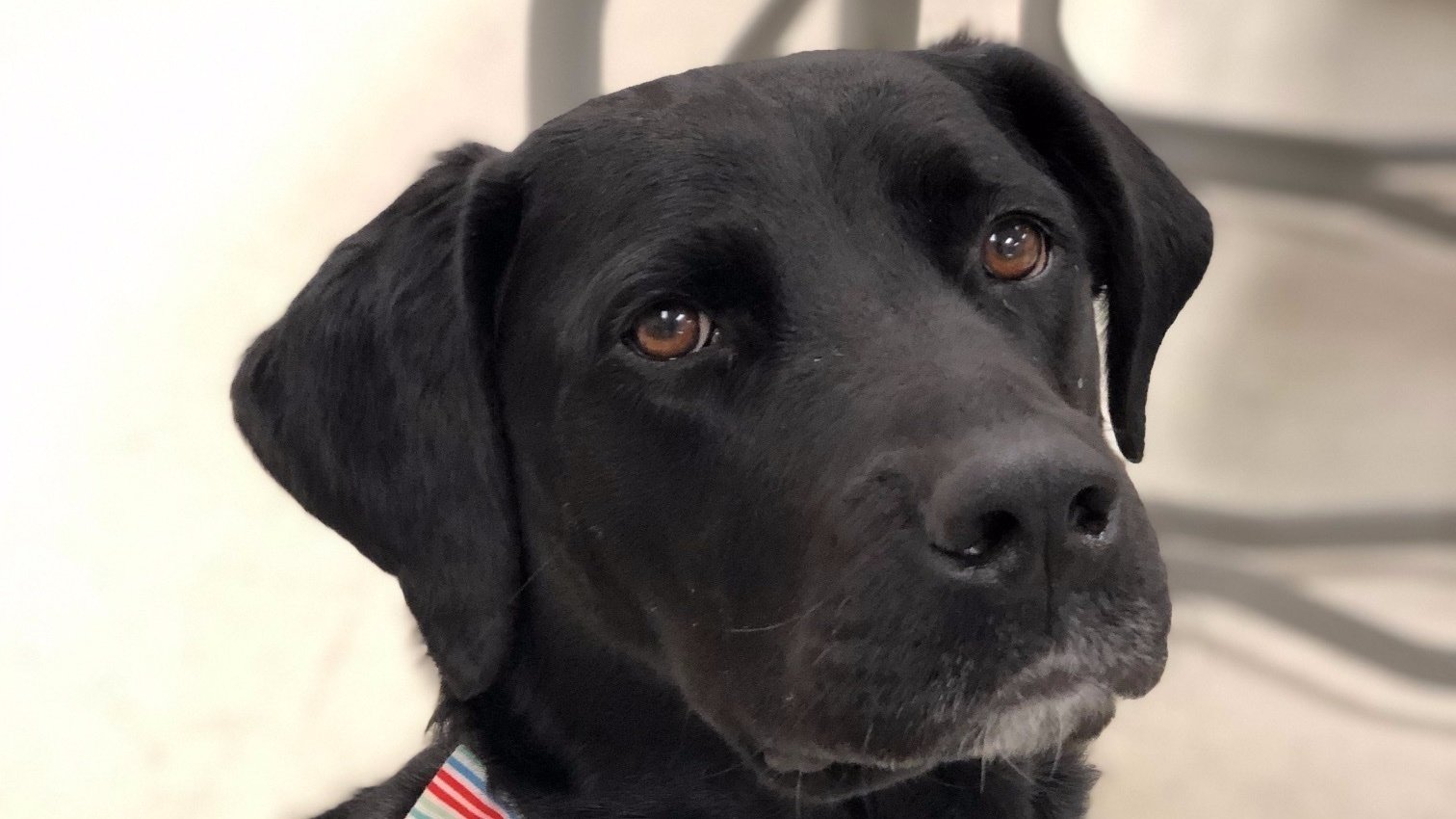 petition-allow-therapy-animals-in-cabarrus-county-school-system