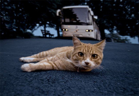 ¡Impacto Devastador! Atropellos De Animales: Leyes Y Responsabilidades. - zksjjtf
