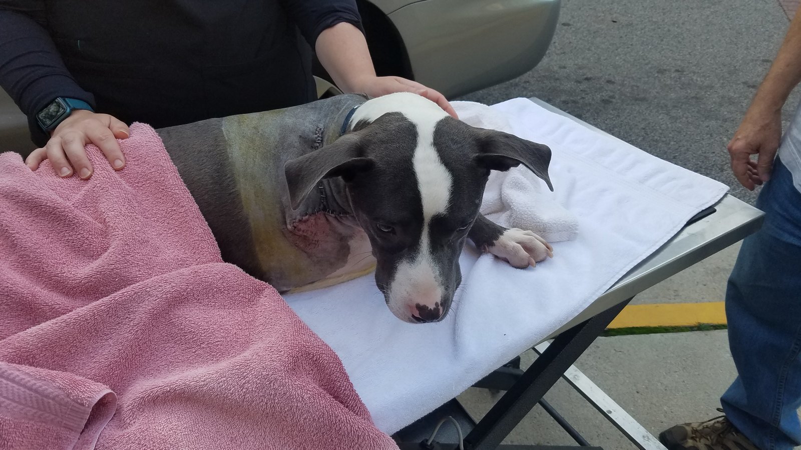 Petition · Help Lenoir County NC shelter’s donations go to the shelter