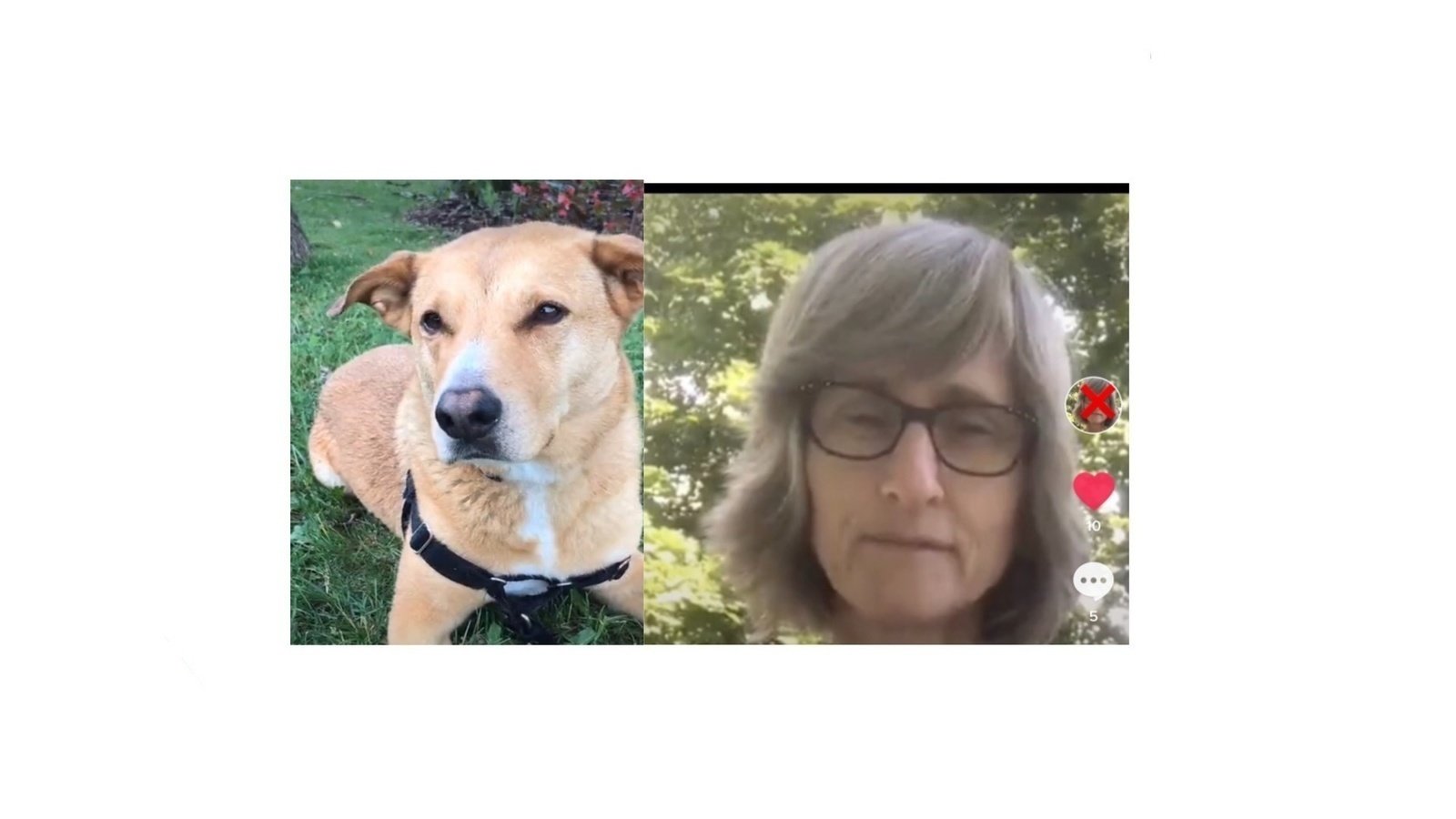 Petition · We Need To Save Bella if You Know The dog who is forced to be vegan from TikTok