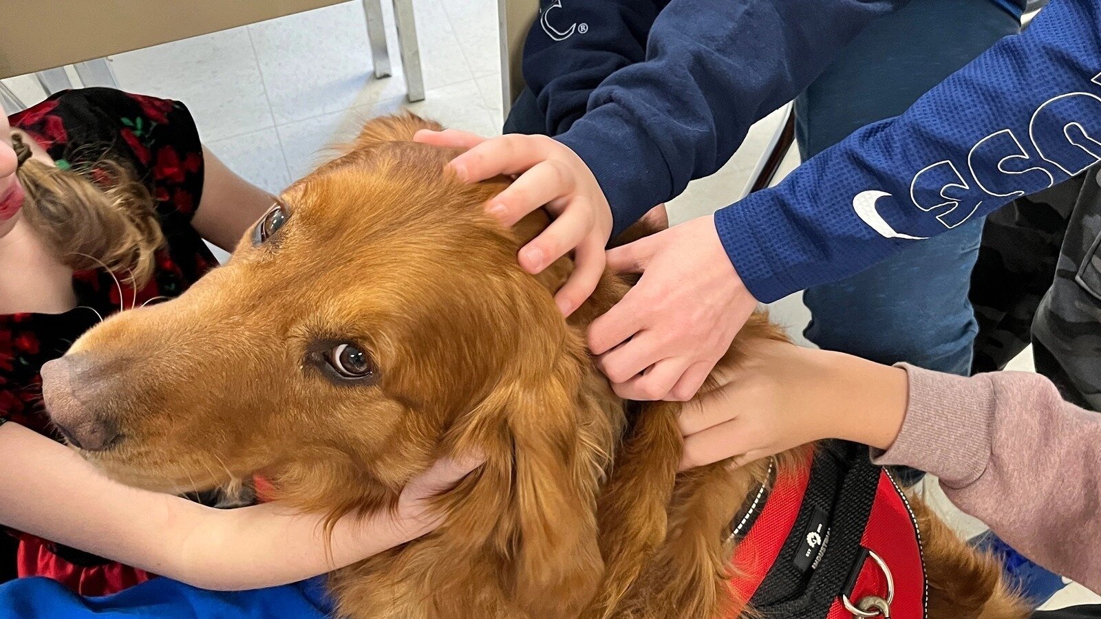 Petition · Implement Therapeutic Animals in Illinois K-12 Schools for ...
