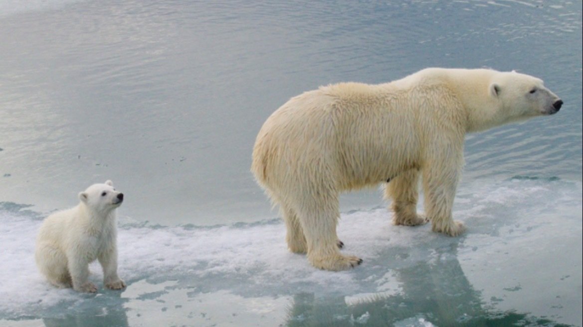 Petition · Stop the willow project! United Kingdom ·