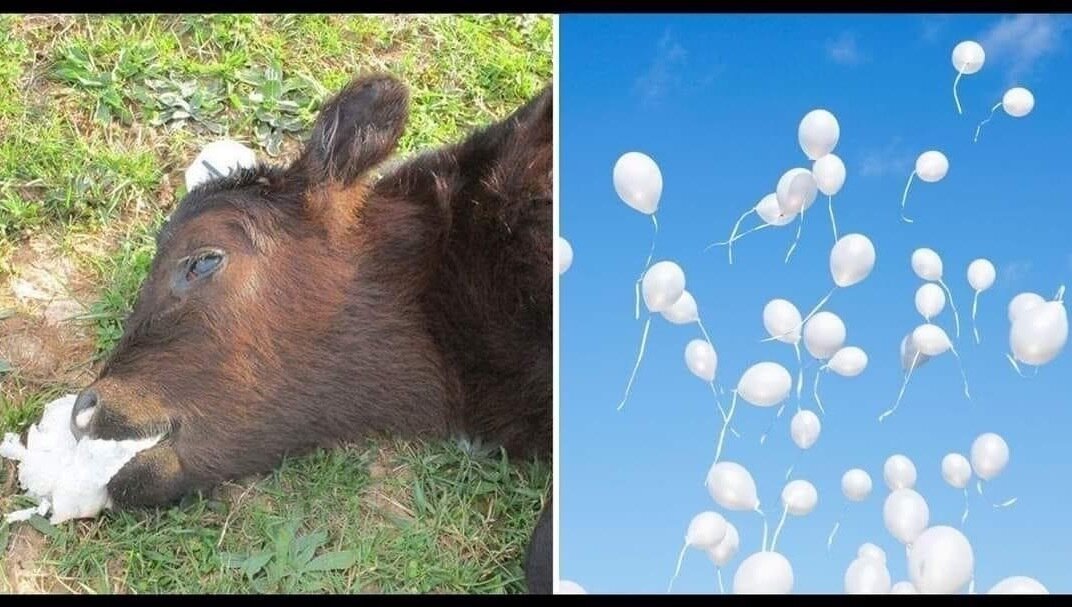 Petition · Ban Balloon Releases to Protect Wildlife and Prevent