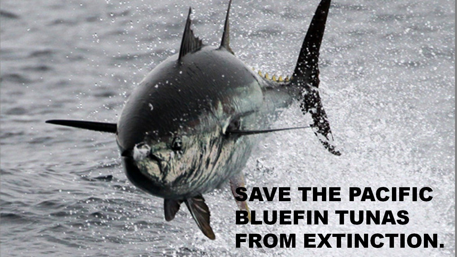 オンライン署名 · Save the Pacific Bluefin Tunas from Extinction. 日本 ·