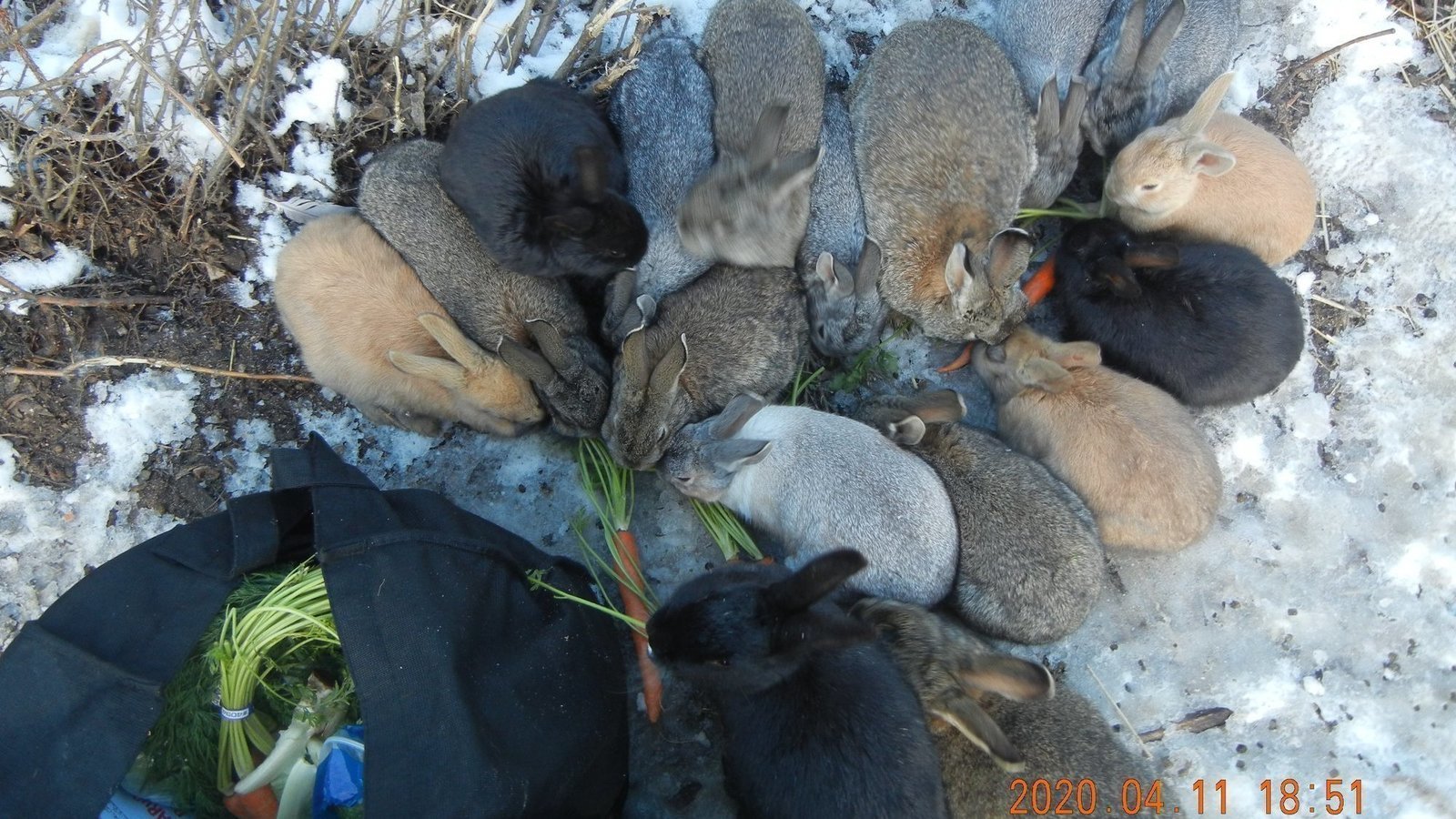 Petition · Alberta's Feral Domestic Rabbits Deserve Protection Canada