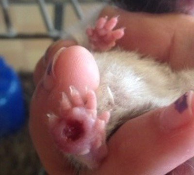 petland ferrets prices