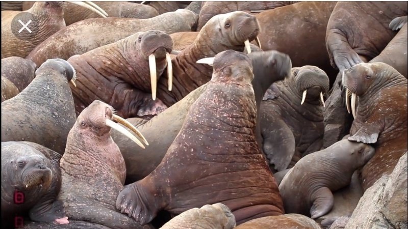 Petition · SAVE THE WALRUSES FROM GLOBAL WARMING NOW · Change.org
