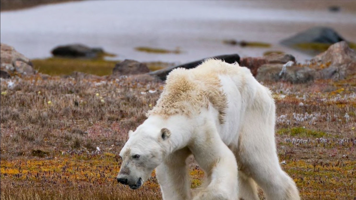 Petition · Save the polar bears Canada ·