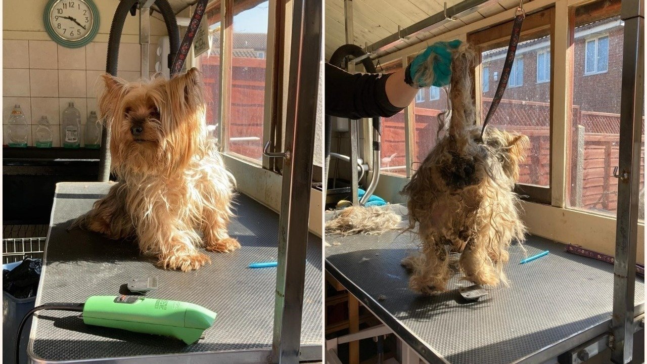 Petition · Bedfordshire Police took my dog away and returned to abuser