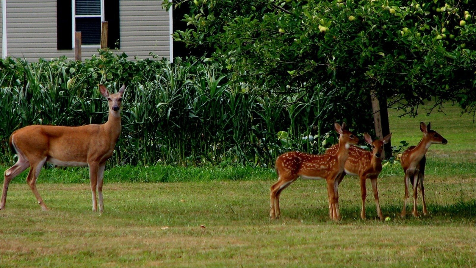 petition-carnegie-scott-deer-population-control-carnegie-united