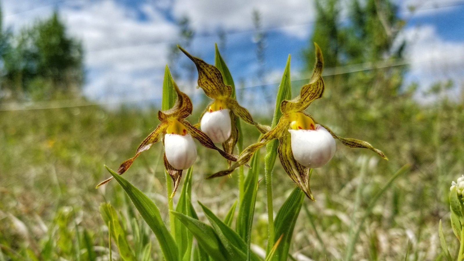 Petition · Save Brandon's Endangered Small White Lady'sSlippers