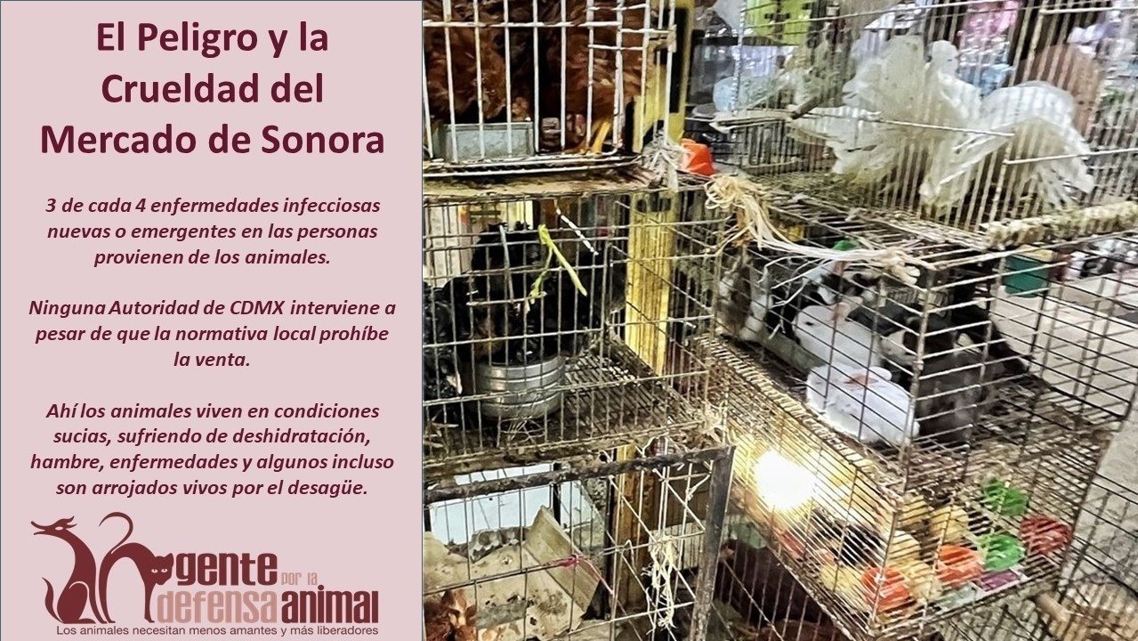 Petición · Firma para poner fin al maltrato animal en el Mercado de ...