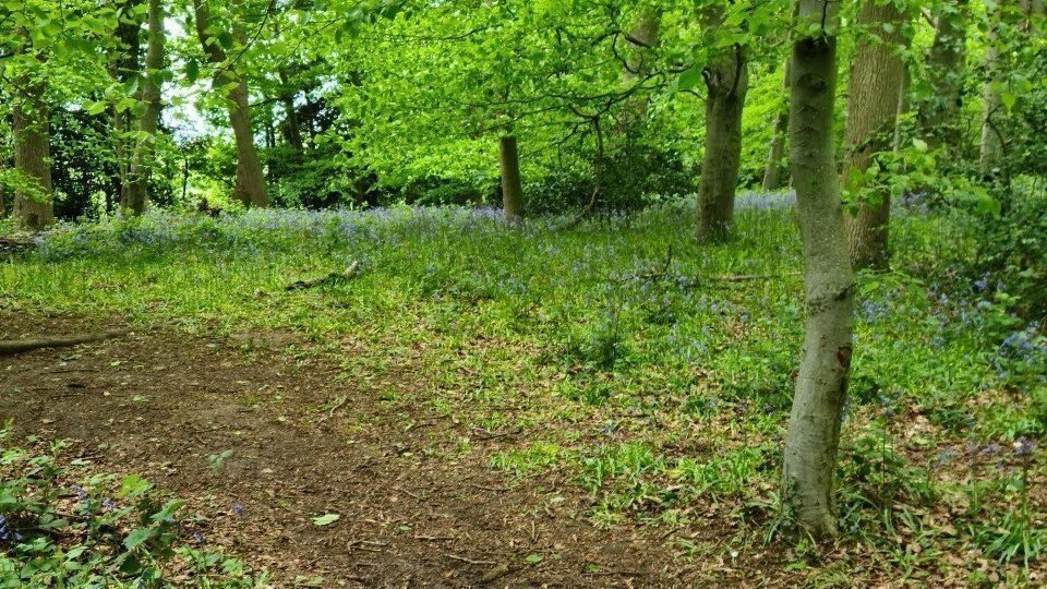 Petition · Protecting Cawston Woods and extending the Buffer Zone
