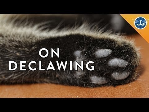 Petition · Make declawing illegal in the United States. - United States ...