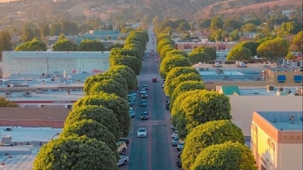 Petition · Halt the Removal of Trees in Whittier's Historic Area