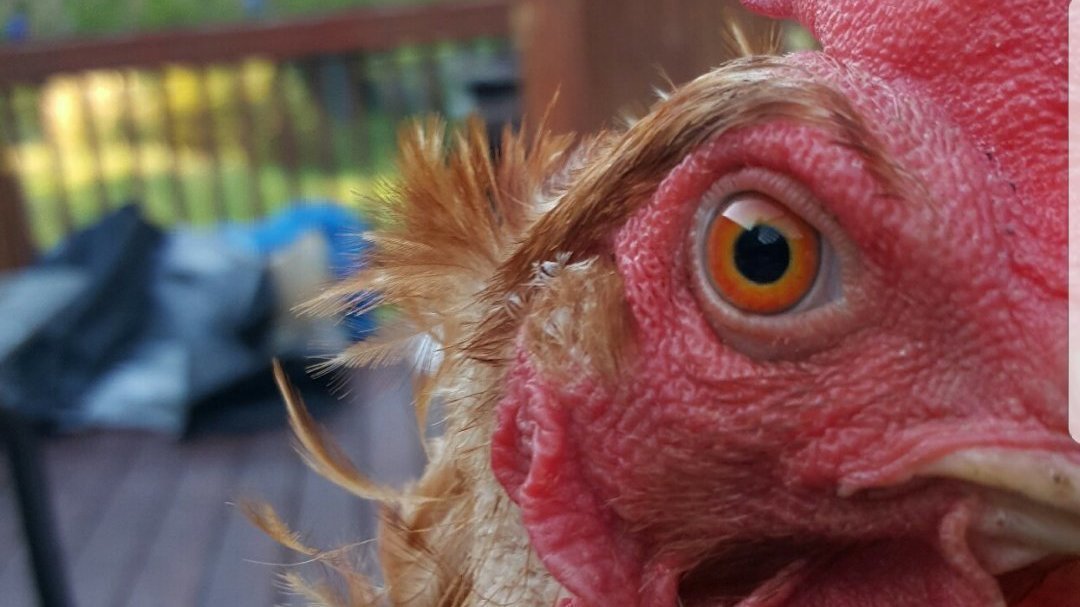 Petition · Allow residents of the town of hempstead to raise backyard