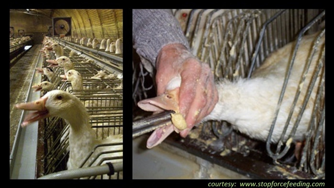 Petition · Ban the sale of foie gras in your farmers' markets Walnut