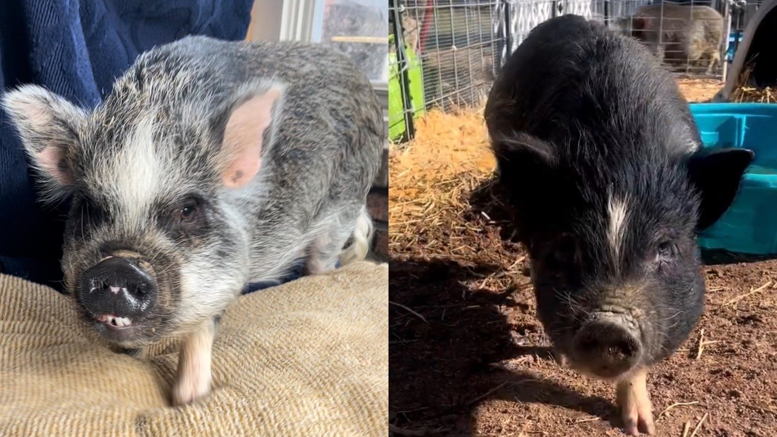 Petition · Allow pet pigs to live in Germantown United States