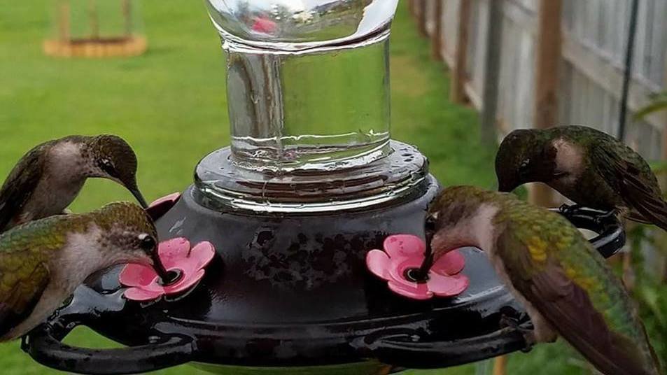 Petition · STOP the sales of colored dye hummingbird nectar! United