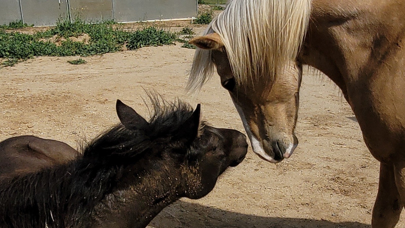 Petition · Make it illegal to slaughter horses United States ·