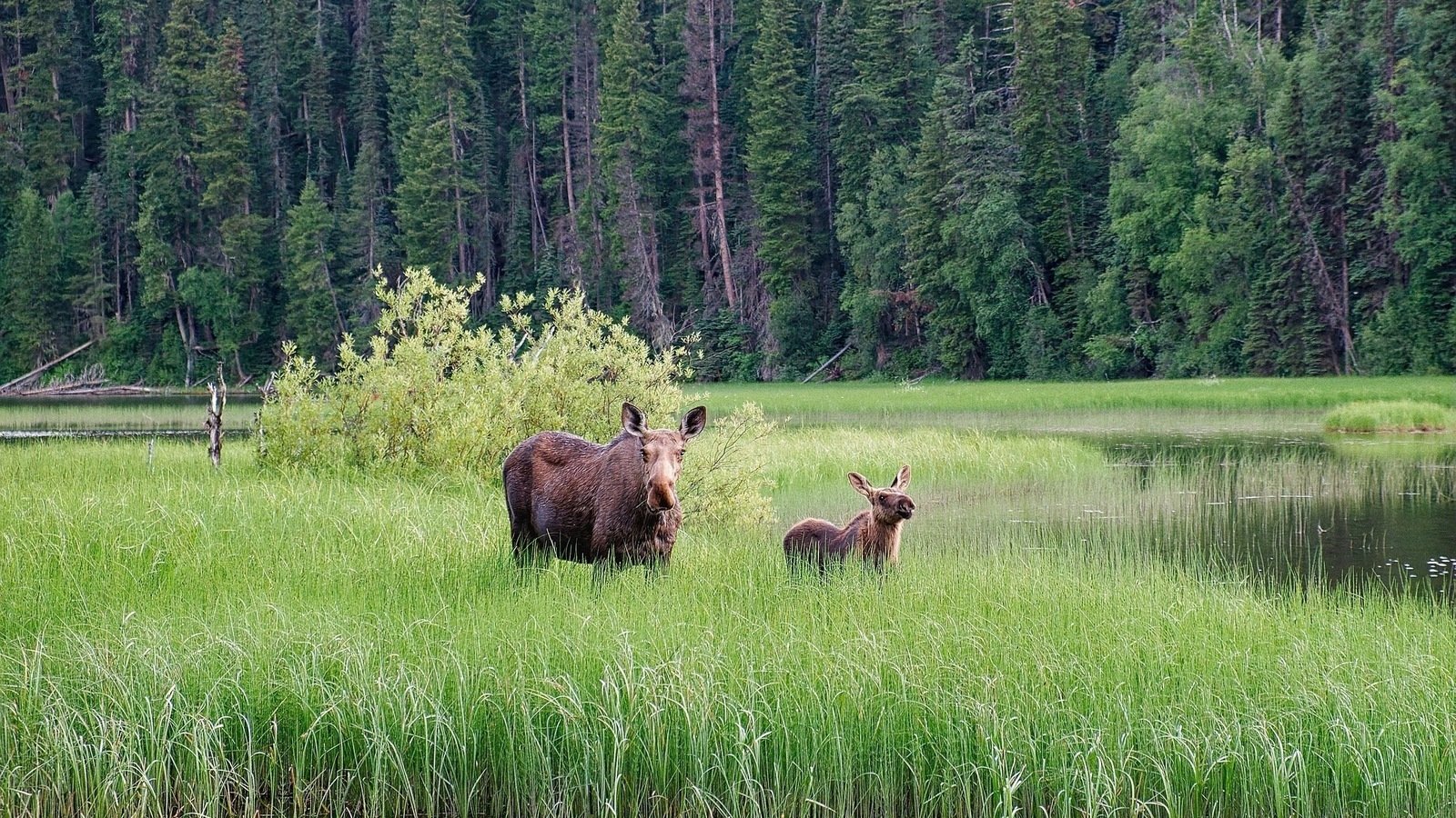 Petition · Save the Chip Lake Uplands from Destruction Canada