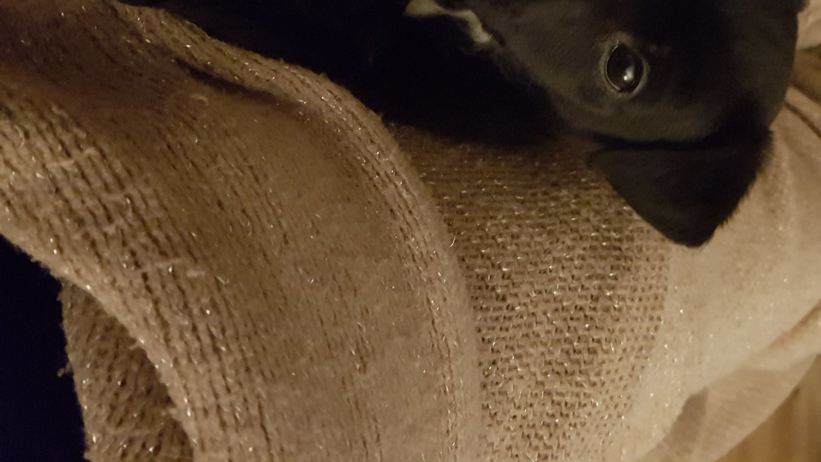 Petition · Change the law so taking a dog is kidnapping not theft