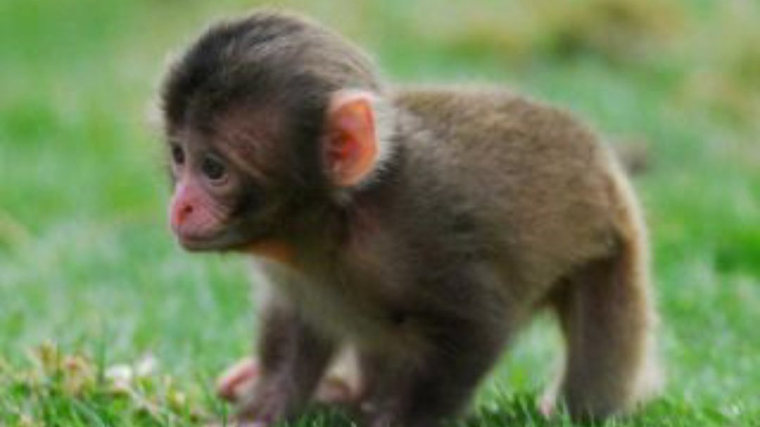 Petition · Make monkeys legal in Washington State United States ·