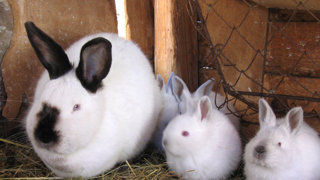 Petition · Stop Selling Rabbit Meat United States ·