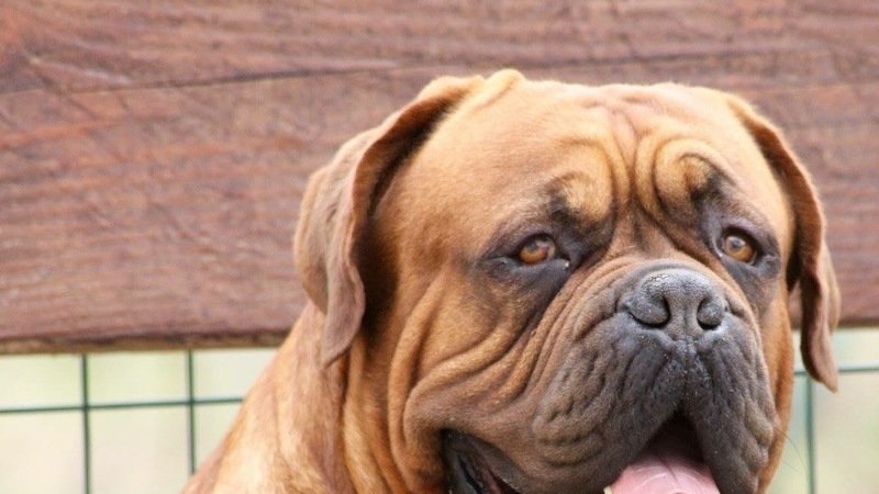 Pétition · Signature pour portée non lof dogue de Bordeaux 