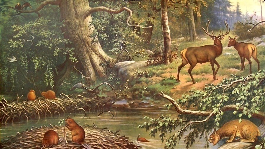 Petición · Pido recuperar el castor y los bosques fluviales · Change.org