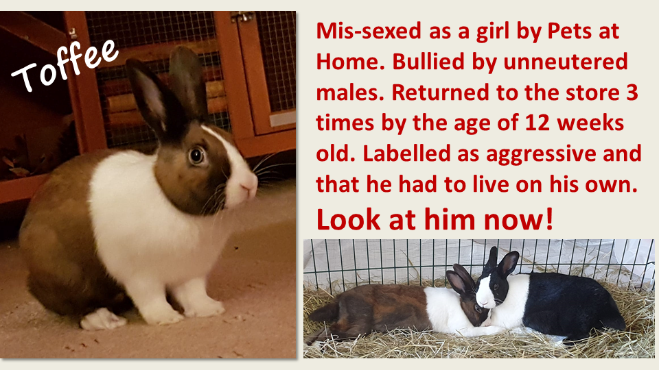 pets at home rehoming rabbits