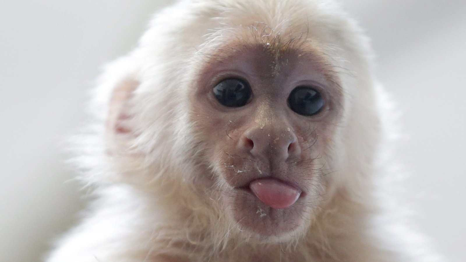 Petition · Make Monkeys Legal Service Animals in ALL 50 STATES ·