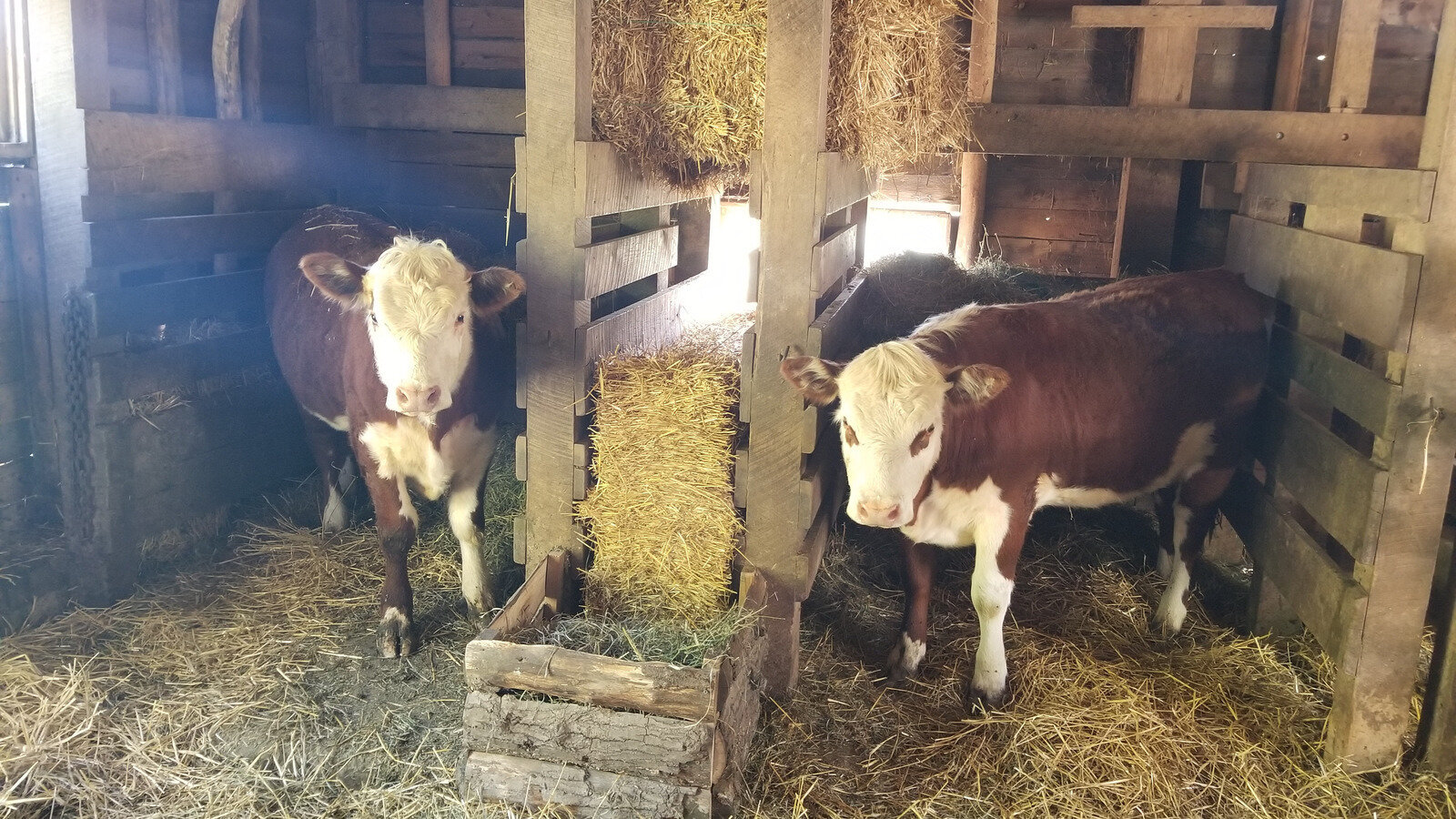 Return Farm Animals to Chellberg Farm!