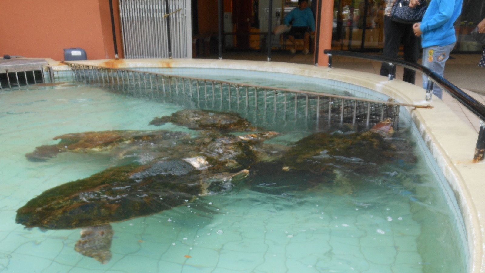 閉園しちゃった「みさき公園」の動物を見て！！！① - ゴッチャンポッチの、その他もろもろ, image size:1600x900