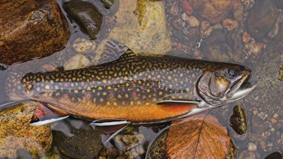 Petition · Save the Salisbury Fish Hatchery and Trout Fishing in