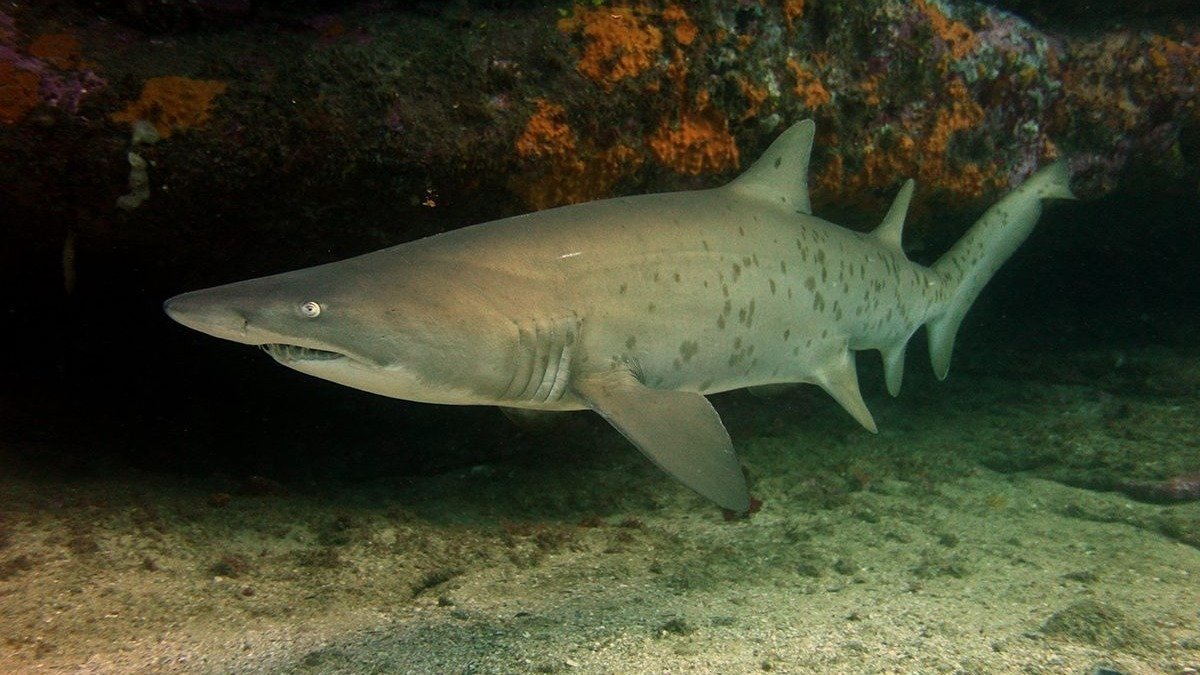 Petition · Save the Sand Tiger Sharks - United States · Change.org