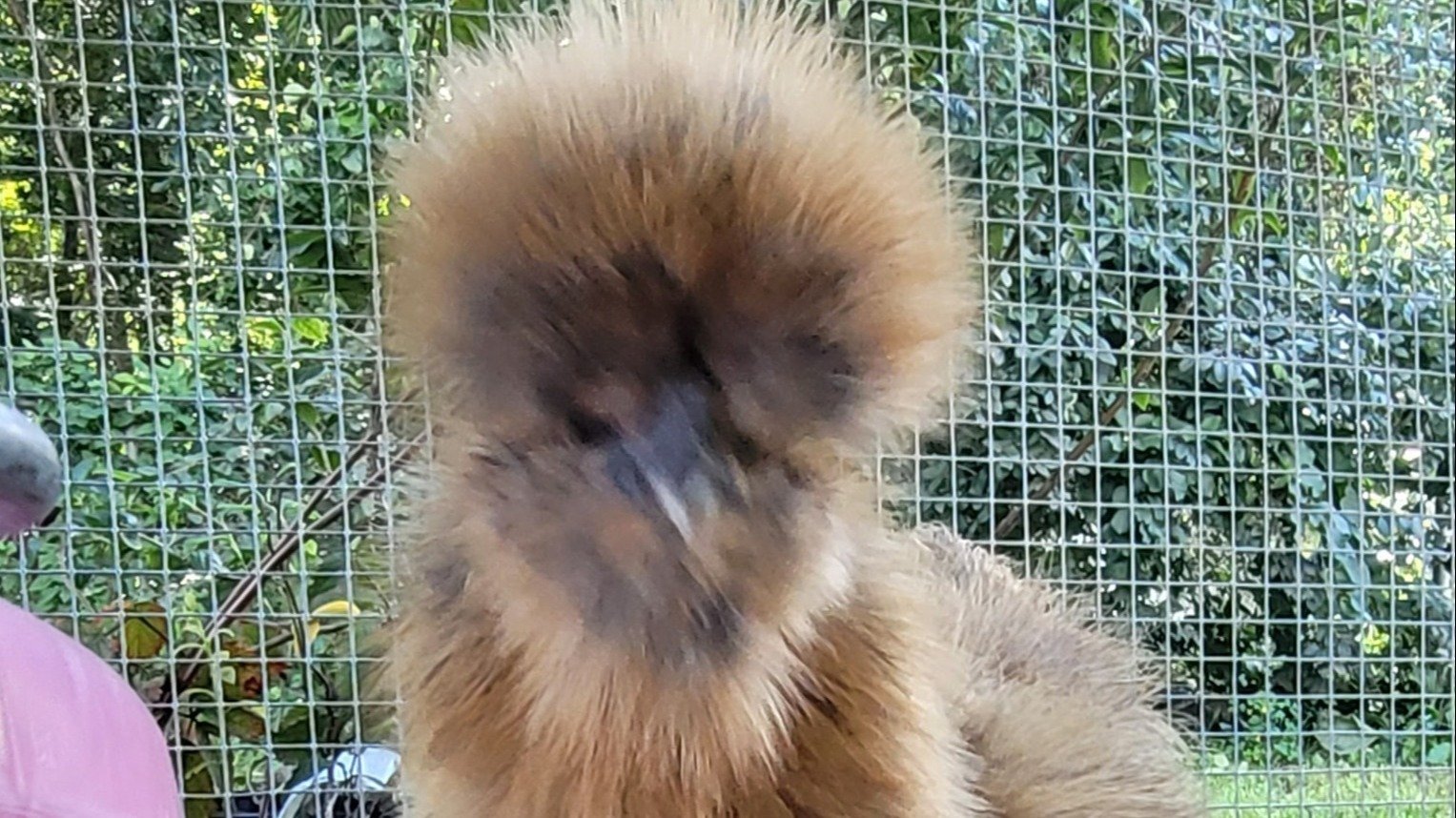 Petition · Approve Chicken Ordinances in East Providence, Rhode Island