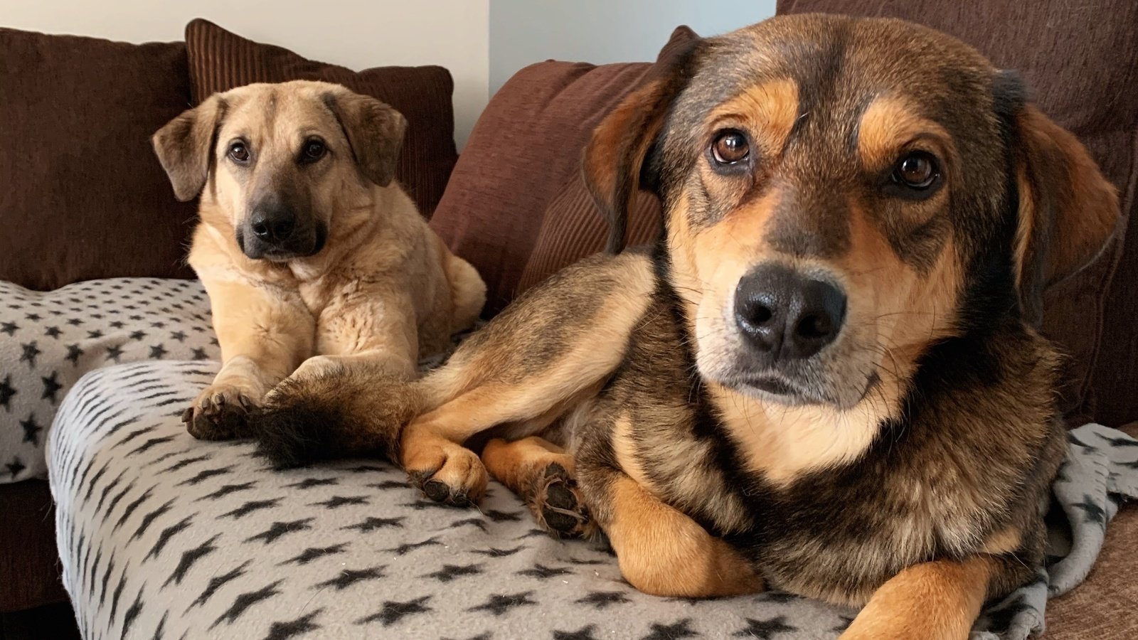 Petition · Update the law regarding collars on dogs in public places to