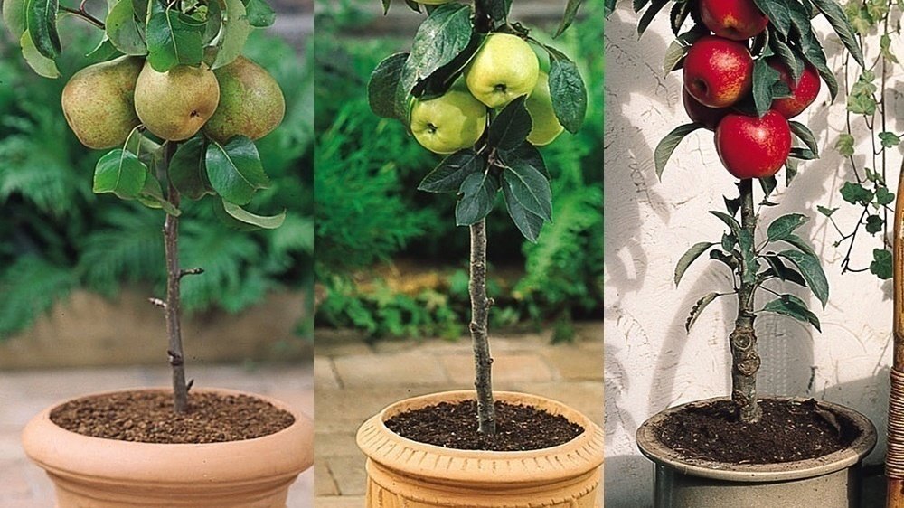 Petition · FREE FRUIT FOR SCHOOL CHILDREN. PUTTING FRUIT TREE’S INTO