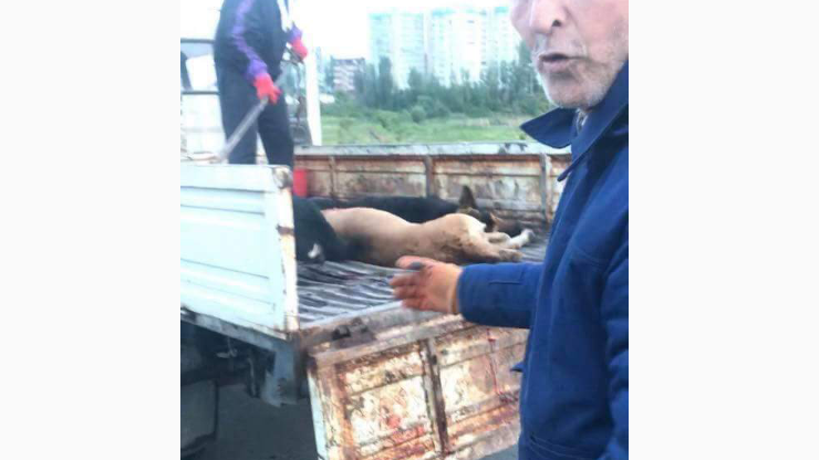 Петиция · Остановите безжалостный отстрел бездомных собак в Душанбе ...